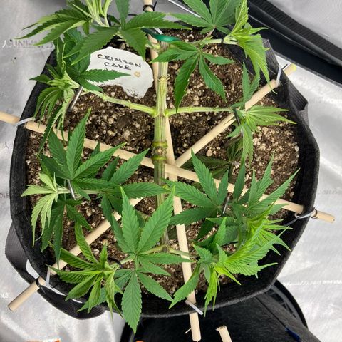 Crimson Cake (Pinky Peninsula Genetics) growlog timeline photo