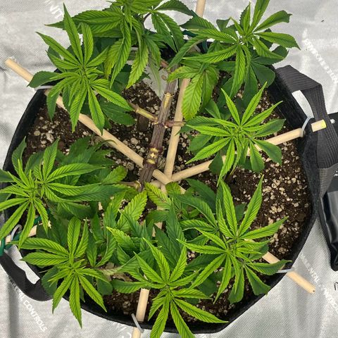 Crimson Cake (Pinky Peninsula Genetics) growlog timeline photo
