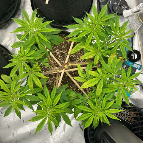 Crimson Cake (Pinky Peninsula Genetics) growlog timeline photo