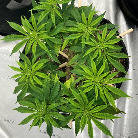 Crimson Cake (Pinky Peninsula Genetics) growlog timeline photo