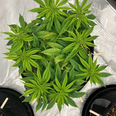 Crimson Cake (Pinky Peninsula Genetics) growlog timeline photo