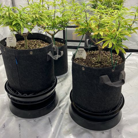 Crimson Cake (Pinky Peninsula Genetics) growlog timeline photo
