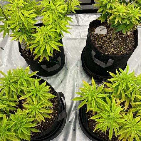 Crimson Cake (Pinky Peninsula Genetics) growlog timeline photo