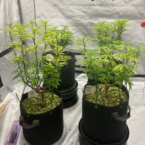 Crimson Cake (Pinky Peninsula Genetics) growlog timeline photo