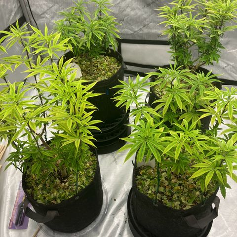 Crimson Cake (Pinky Peninsula Genetics) growlog timeline photo