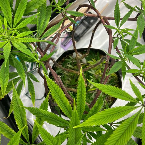 Crimson Cake (Pinky Peninsula Genetics) growlog timeline photo