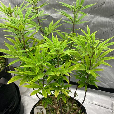 Crimson Cake (Pinky Peninsula Genetics) growlog timeline photo