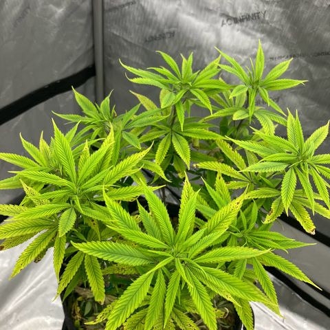Crimson Cake (Pinky Peninsula Genetics) growlog timeline photo