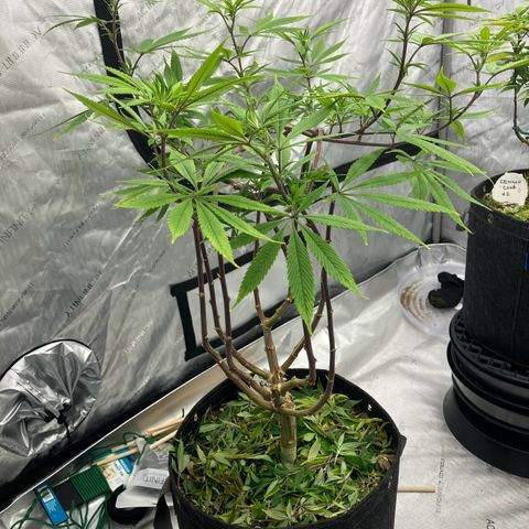 Crimson Cake (Pinky Peninsula Genetics) growlog timeline photo
