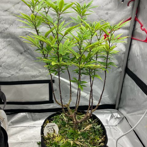 Crimson Cake (Pinky Peninsula Genetics) growlog timeline photo