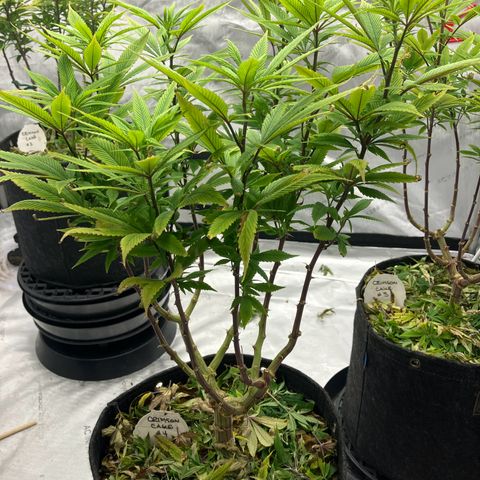 Crimson Cake (Pinky Peninsula Genetics) growlog timeline photo