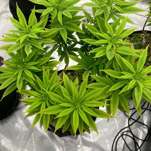 Crimson Cake (Pinky Peninsula Genetics) growlog timeline photo