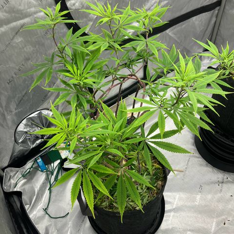 Crimson Cake (Pinky Peninsula Genetics) growlog timeline photo