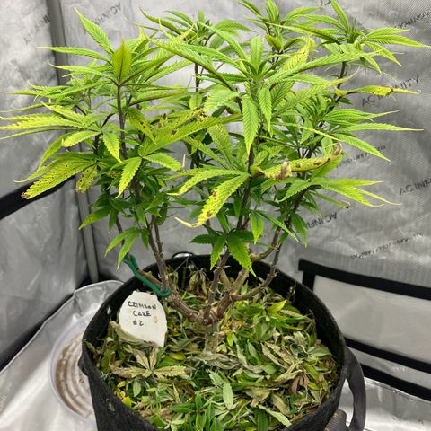 Crimson Cake (Pinky Peninsula Genetics) growlog timeline photo