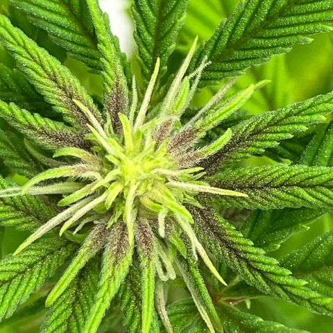Crimson Cake (Pinky Peninsula Genetics) growlog photo: Plant 1 showing purple leaves, all other 3 do not.