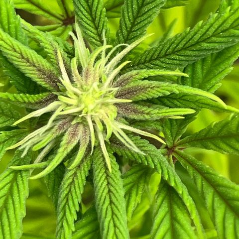 Crimson Cake (Pinky Peninsula Genetics) growlog photo: Plant 1 showing purple leaves, all other 3 do not.