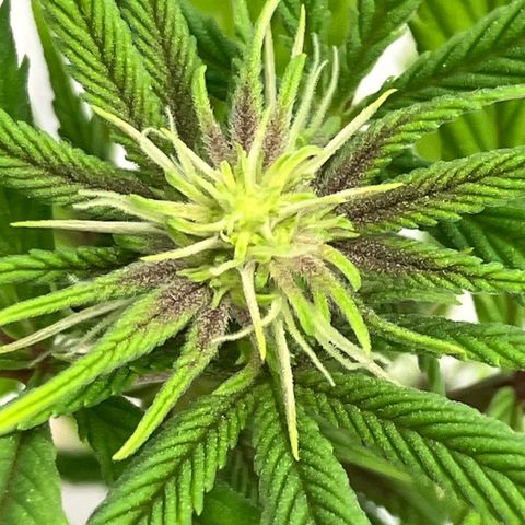 Crimson Cake (Pinky Peninsula Genetics) growlog photo: Plant 1 showing purple leaves, all other 3 do not.