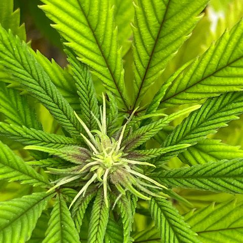 Crimson Cake (Pinky Peninsula Genetics) growlog photo: Plant 1 showing purple leaves, all other 3 do not.