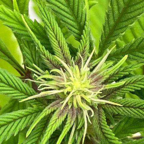 Crimson Cake (Pinky Peninsula Genetics) growlog photo: Plant 1 showing purple leaves, all other 3 do not.