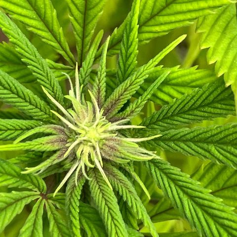 Crimson Cake (Pinky Peninsula Genetics) growlog photo: Plant 1 showing purple leaves, all other 3 do not.