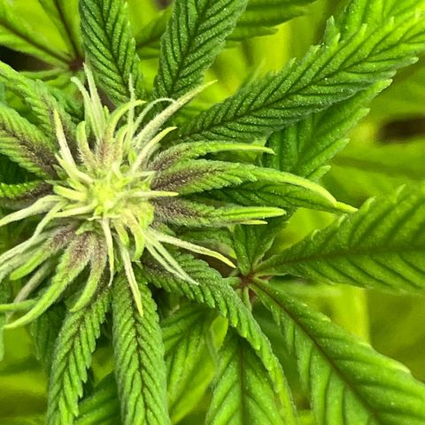 Crimson Cake (Pinky Peninsula Genetics) growlog photo: Plant 1 showing purple leaves, all other 3 do not.