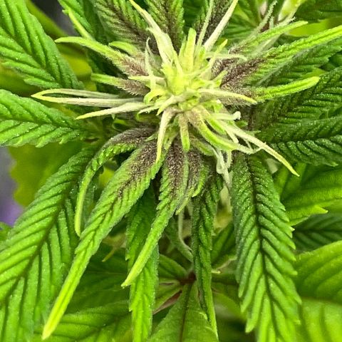 Crimson Cake (Pinky Peninsula Genetics) growlog photo: Plant 1 showing purple leaves, all other 3 do not.