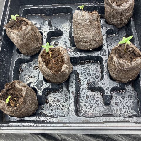 Purple Kush x Double Grape growlog photo: Roots showing in 5 of 6 so far.
