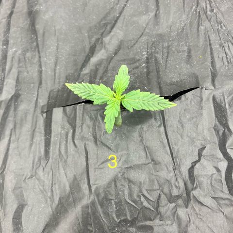 Purple Kush x Double Grape growlog timeline photo