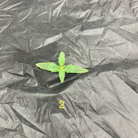 Purple Kush x Double Grape growlog timeline photo