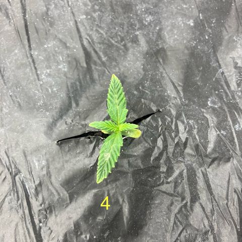 Purple Kush x Double Grape growlog timeline photo