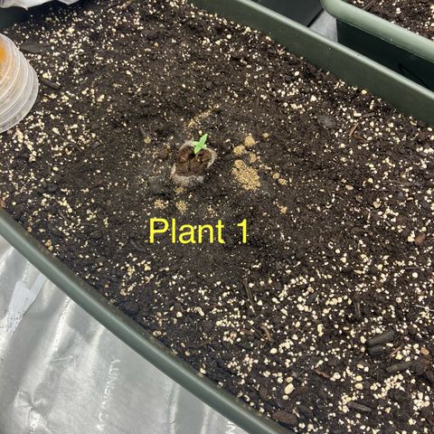 Purple Kush x Double Grape growlog timeline photo