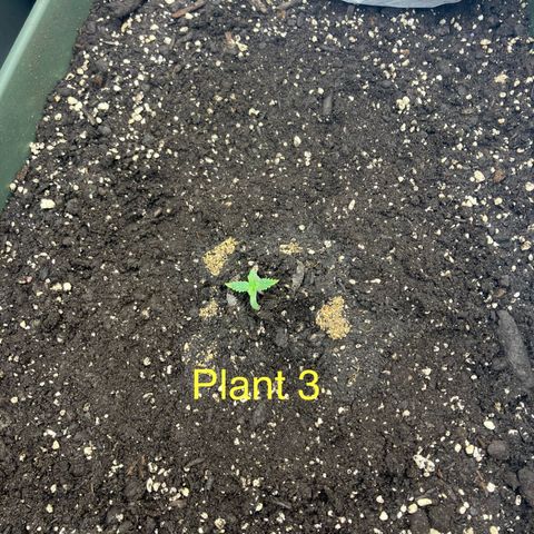 Purple Kush x Double Grape growlog timeline photo