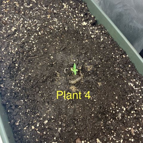 Purple Kush x Double Grape growlog timeline photo