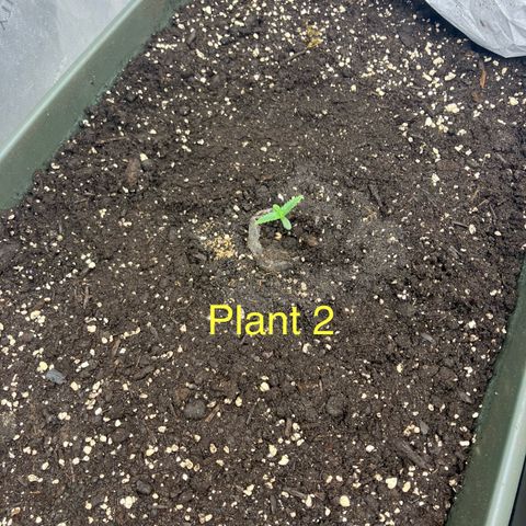 Purple Kush x Double Grape growlog timeline photo