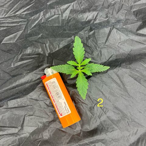 Purple Kush x Double Grape growlog timeline photo