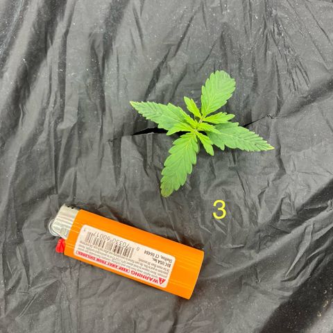 Purple Kush x Double Grape growlog timeline photo