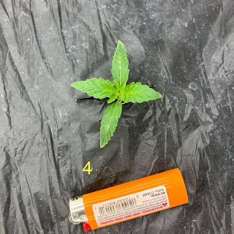 Purple Kush x Double Grape growlog timeline photo