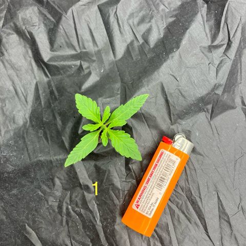 Purple Kush x Double Grape growlog timeline photo
