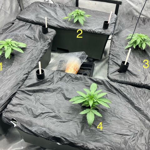 Purple Kush x Double Grape growlog timeline photo