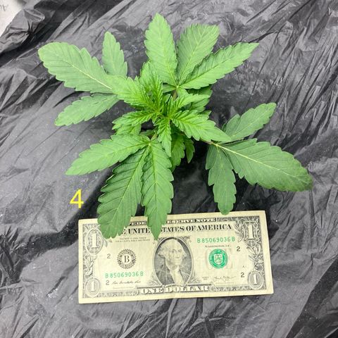 Purple Kush x Double Grape growlog photo: Official switch to vegetative phase.