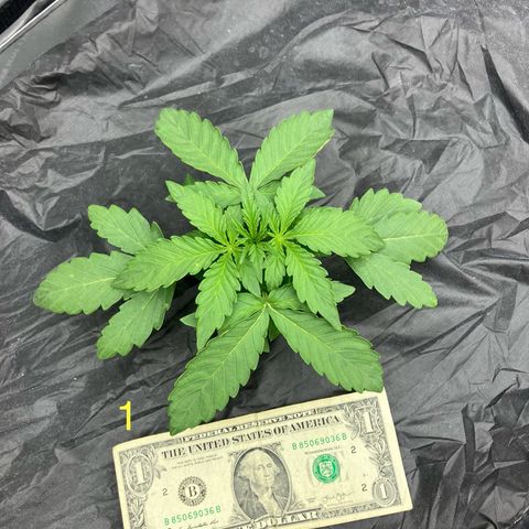 Purple Kush x Double Grape growlog photo: Official switch to vegetative phase.