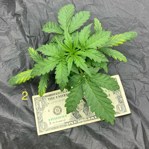 Purple Kush x Double Grape growlog photo: Official switch to vegetative phase.