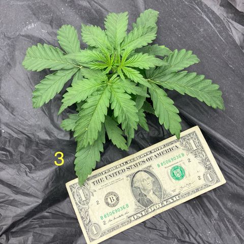 Purple Kush x Double Grape growlog photo: Official switch to vegetative phase.