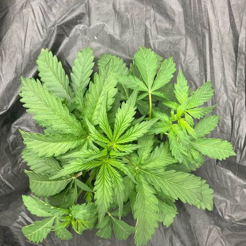 Purple Kush x Double Grape growlog photo: Some leaf tucking.