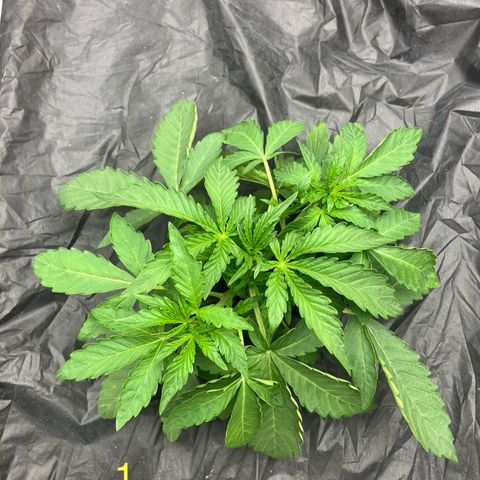 Purple Kush x Double Grape growlog photo: Some leaf tucking.