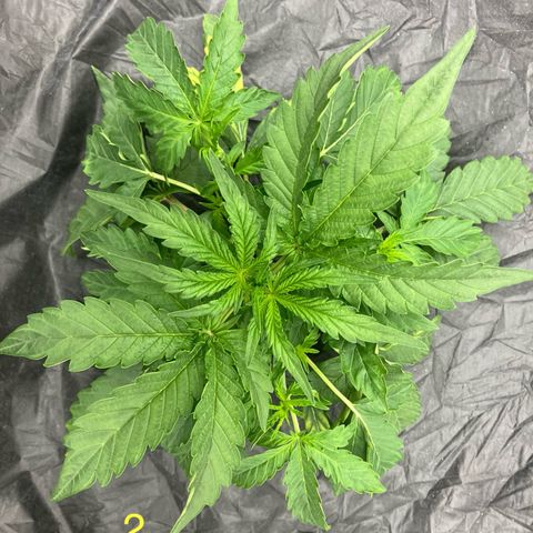 Purple Kush x Double Grape growlog photo: Some leaf tucking.