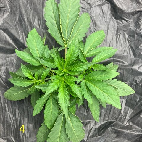 Purple Kush x Double Grape growlog photo: Some leaf tucking.