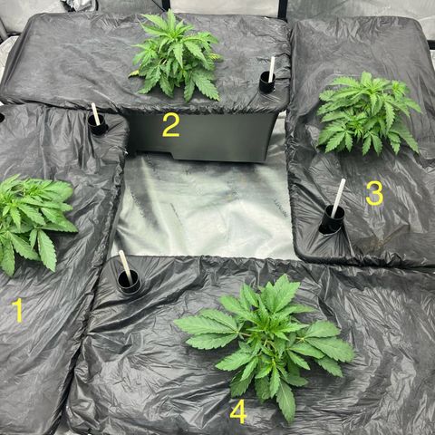 Purple Kush x Double Grape growlog timeline photo