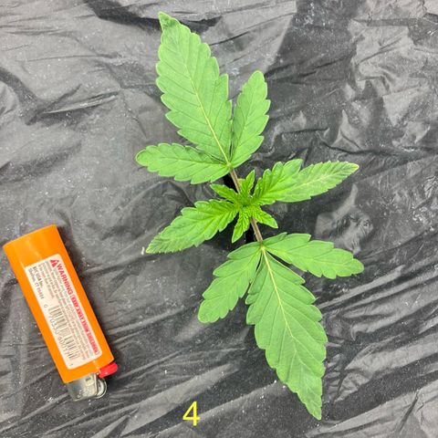Purple Kush x Double Grape growlog timeline photo