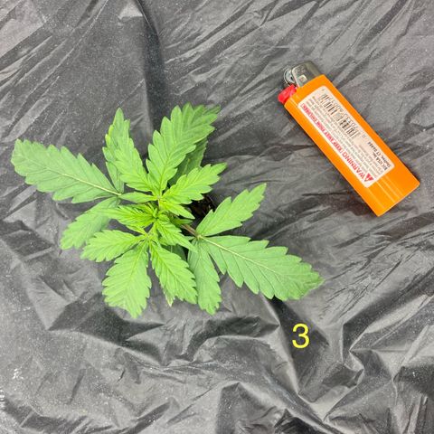 Purple Kush x Double Grape growlog timeline photo